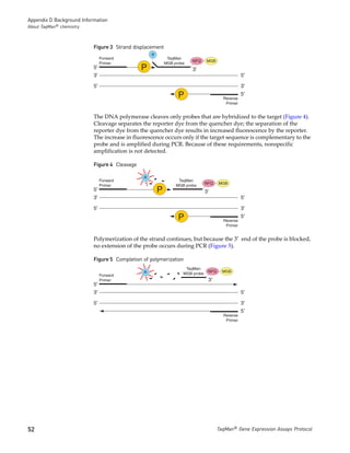 Appendix D Background Information
About TaqMan® chemistry



                           Figure 3 Strand displacement




                                                   R
                                Forward                     TaqMan
                                                                       NFQ     MGB
                                Primer                     MGB probe
                           5′                  P                       3′
                           3′                                                                     5′

                           5′                                                                     3′
                                                                 P                      Reverse
                                                                                                  5′
                                                                                         Primer


                           The DNA polymerase cleaves only probes that are hybridized to the target (Figure 4).
                           Cleavage separates the reporter dye from the quencher dye; the separation of the
                           reporter dye from the quencher dye results in increased fluorescence by the reporter.
                           The increase in fluorescence occurs only if the target sequence is complementary to the
                           probe and is amplified during PCR. Because of these requirements, nonspecific
                           amplification is not detected.

                           Figure 4 Cleavage

                                               R
                                Forward                          TaqMan
                                                                               NFQ    MGB
                                Primer                          MGB probe
                           5′                          P                       3′
                           3′                                                                     5′

                           5′                                                                     3′
                                                                 P                      Reverse
                                                                                                  5′
                                                                                         Primer


                           Polymerization of the strand continues, but because the 3′ end of the probe is blocked,
                           no extension of the probe occurs during PCR (Figure 5).

                           Figure 5 Completion of polymerization
                                                                    TaqMan
                                               R                                NFQ     MGB
                                Forward                            MGB probe
                                Primer                                          3′
                           5′
                           3′                                                                     5′

                           5′                                                                     3′
                                                                                                  5′
                                                                                        Reverse
                                                                                         Primer




52                                                                                    TaqMan® Gene Expression Assays Protocol
 