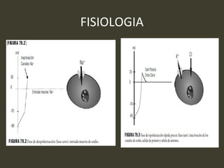 FISIOLOGIA
 