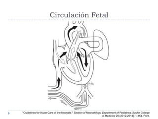 Circulación Fetal
"Guidelines for Acute Care of the Neonate." Section of Neonatology, Department of Pediatrics, Baylor Col...