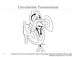 Circulación Transicional
"Guidelines for Acute Care of the Neonate." Section of Neonatology, Department of Pediatrics, Bay...