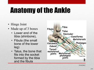 Anatomy of the Ankle
• Hinge Joint
• Made up of 3 bones
• Lower end of the
tibia (shinbone),
• Fibula (the small
bone of the lower
leg)
• Talus, the bone that
fits into the socket
formed by the tibia
and the fibula
v203
2
5/10/2015
 