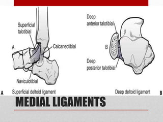 MEDIAL LIGAMENTS
 