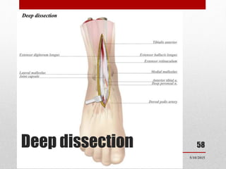 Deep dissection
5/10/2015
58
 