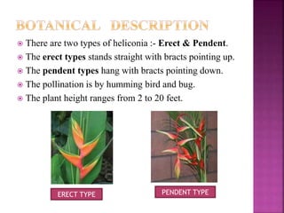 Tara heliconia | PPTX