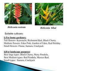 Tara heliconia | PPTX