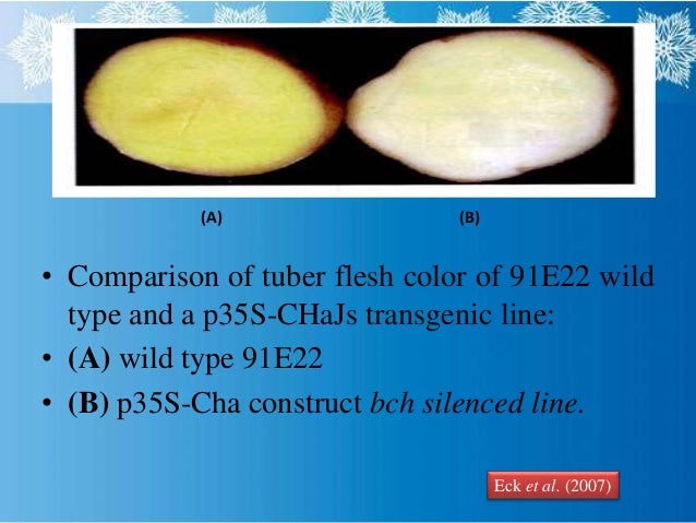 application of plant genetic engineering in crop improvement pdf