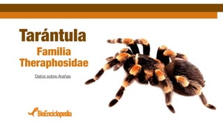 Tarántula
Familia
Theraphosidae
Datos sobre Arañas
 