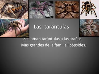 Las tarántulas 
Se llaman tarántulas a las arañas 
Mas grandes de la familia licópsides. 
 