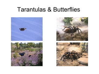 Tarantulas & Butterflies  