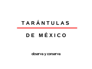 TARÁNTULAS

DE MÉXICO


  observa y conserva
 