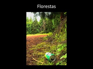 Florestas
 