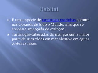  É uma espécie de tartarugas marinhas comum 
nos Oceanos de todo o Mundo, mas que se 
encontra ameaçada de extinção. 
 Tartarugas-cabeçudas do mar passam a maior 
parte de suas vidas em mar aberto e em águas 
costeiras rasas. 
 