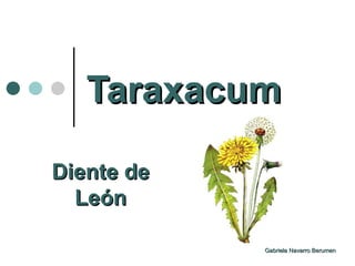 Taraxacum Diente de León Gabriela Navarro Berumen 