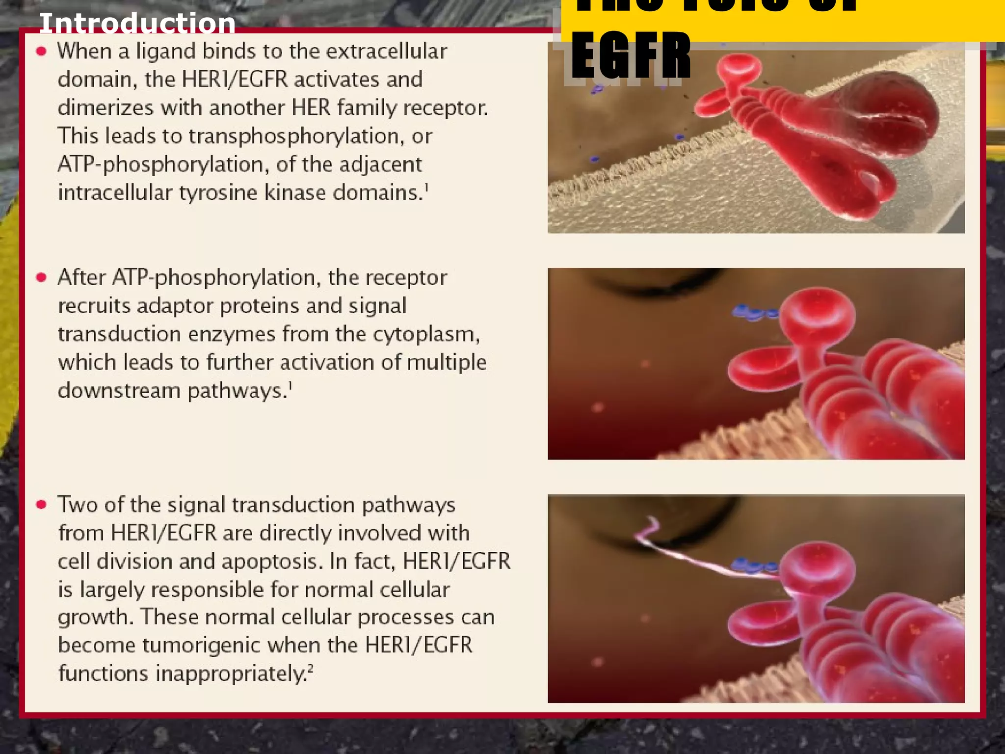 The role of EGFR
The role of
EGFR
The role of
EGFR
Introduction
 