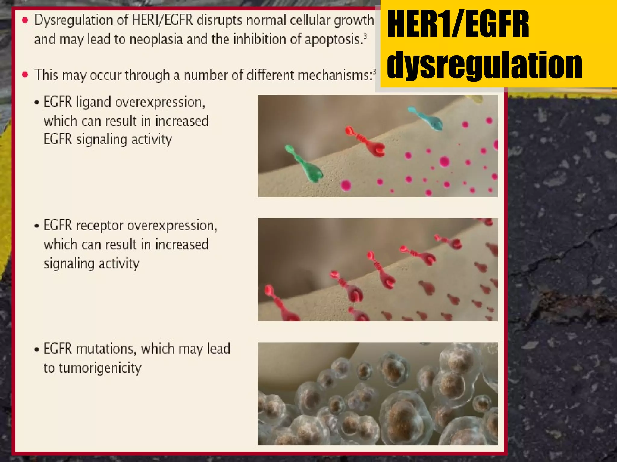 HER1/EGFR
dysregulation
HER1/EGFR
dysregulation
 