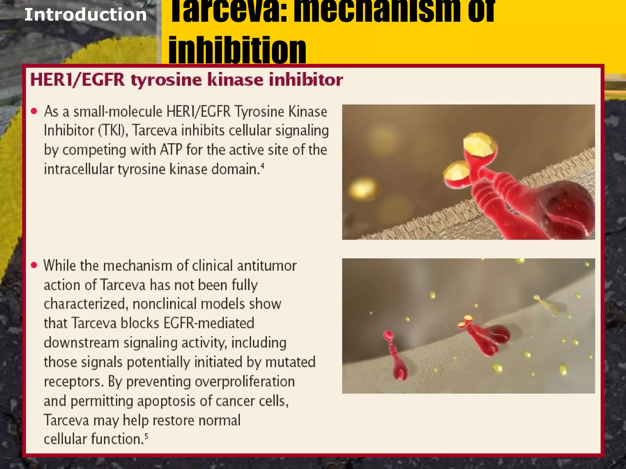 Tarceva: mechanism of
inhibition
Tarceva: mechanism of
inhibition
Introduction
 