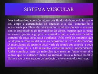 SISTEMA MUSCULAR
Nos tardígrados, a presión interna dos fluídos do hemocele fai que o
seu corpo e extremidades se estendan e a súa contracción é
ocasionada por fibras de músculos lonxitudinais dorsais e ventrais
son os responsables do movemento do corpo, mentres que as patas
se moven gracias a grupos de músculos que se extenden dende o
extremo de cada unha hasta a cutícula. Unha serie de músculos que
se atopan na zona caudal actúa na deposición de ovos e defecacións.
A musculatura do aparello bucal varía de acordo coa especie e pode
conter entre 40 e 140 músculos estructuralmente independentes.
Unha complexa serie de músculos que unen as furcas entre si e
outros que se extenden dende as mesmas hasta o tubulo bucal e
farinxe son os encargados de producir o movemento dos estiletes.
 