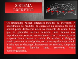 SISTEMA
EXCRETOR
Os tardígrados posúen diferentes métodos de excreción. A
acugulación de produtos de excreción na cutícula fai que o
animal poida desfacerse deles no momento da muda. Crese
que as glándulas salivais cumpren unha función moi
importante na excreción no momento en que o animal expulsa
o aparato bucal durante á ecdisis. Os túbulos de Malpighi,
tamén presentes en artrópodos, son os encargados de producir
a urina que se descarga directamente no intestino, cumprindo
desta maneira funcións tanto excretoras como
osmorreguladoras.
 
