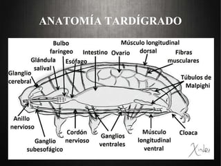 ANATOMÍA TARDÍGRADO
 