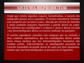 SISTEMA REPRODUTOR
Aínda que existen algunhas especies hermafroditas, a maioría dos
tardígrados posúen sexos separados. O sistema reproductor feminino
está composto por un único ovario, ubicado por encima do intestino
e unido mediante pequenos ligamentos á parede dorsal do corpo.
Nas hembras dos eutardígrados o oviducto é único e ábrese no recto
, nos heterotardígrados ábrese ao exterior mediante un gonoporo.
O sistema reproductor maculino está composto por un testículo e
dous condutos espermáticos, que nos eutardígrados ábrese nunha
única cloaca mentres que nos heterotardígrados fusionanse nun
conduto común. Adicionalmente, os eutardígrados presentan un
testículo suspendido da parede dorsal do corpo por dous ligamentos,
mentres que nos heterotardígrados se presenta un só ligamento.
 