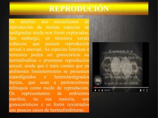 REPRODUCIÓN
Os detalles dos mecanismos de
reprodución de moitas especies de
tardígrados aínda non foron explorados.
Sen embargo, en términos xerais
coñécese que posúen reprodución
sexual e asexual. As especies limnicas e
terrestres poden ser gonocóricas ou
hermafroditas e presentan reprodución
sexual, ainda que é máis común que en
ambientes limnoterrestres se presenten
eutardígrados e heterotardígrados
femias, que usan a partenoxénese
telitoquia como modo de reprodución.
Os representantes de ambientes
mariños, na súa maioría, son
gonocorísticos e so forón rexistrados
uns poucos casos de hermafroditismo.
 
