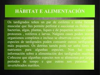 HÁBITAT E ALIMENTACIÓN
Os tardígrados teñen un par de estiletes e unha farinxe
muscular que lles permite perforar e succionar os fluÍdos de
bacterias, algas, plantas, líques e de pequenos animais como
protozoos , rotíferos e larvas. Nalgúns casos poden inxerir
organismos completos e incluso se observou como algunhas
especies de tardígrados poden consumir outros tardígrados
máis pequenos. Os detritus tamén pode ser unha fonte de
nutrientes para algunhas especies. Non hai moita
información sobre a alimentación dos tardígrados mariños.
Coñecese que algunhas especies non se alimentan por largos
períodos de tempo e que outras son parasitas de
invertebrados mariños.
 