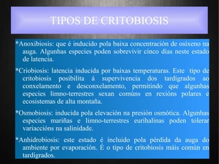 TIPOS DE CRITOBIOSIS
*Anoxibiosis: que é inducido pola baixa concentración de osíxeno na
auga. Algunhas especies poden sobrevivir cinco días neste estado
de latencia.
*Criobiosis: latencia inducida por baixas temperaturas. Este tipo de
critobiosis posibilita á supervivencia dos tardígrados ao
conxelamento e desconxelamento, permitindo que algunhas
especies limno-terrestres sexan comúns en rexións polares e
ecosistemas de alta montaña.
*Osmobiosis: inducida pola elevación na presión osmótica. Algunhas
especies mariñas e limno-terrestres eurihalinas poden tolerar
variaccións na salinidade.
*Anhidrobiosis: este estado é incluido pola pérdida da auga do
ambiente por evaporación. É o tipo de critobiosis máis común en
tardígrados.
 
