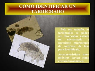 COMO IDENTIFICAR UN
TARDÍGRADO
Polo seu tamaño, os
tardígrados só poden
ser observados usando
un microscopio e
necesitase microscopía
de contraste de fase
para identificalo.
Ascaracterísticas mor-
folóxicas serven como
criterio taxonómico.
 