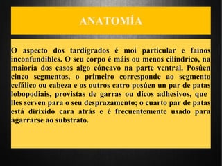ANATOMÍA
O aspecto dos tardígrados é moi particular e fainos
inconfundibles. O seu corpo é máis ou menos cilíndrico, na
maioría dos casos algo cóncavo na parte ventral. Posúen
cinco segmentos, o primeiro corresponde ao segmento
cefálico ou cabeza e os outros catro posúen un par de patas
lobopodiais, provistas de garras ou dicos adhesivos, que
lles serven para o seu desprazamento; o cuarto par de patas
está dirixido cara atrás e é frecuentemente usado para
agarrarse ao substrato.
 