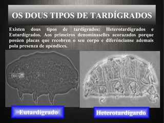 OS DOUS TIPOS DE TARDÍGRADOS
Eutardígrado Heterotardígardo
Existen dous tipos de tardígrados: Heterotardigrados e
Eutardígrados. Aos primeiros denomínaselles acorazados porque
posúen placas que recobren o seu corpo e diferéncianse ademais
pola presenza de apéndices.
 
