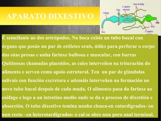 APARATO DIXESTIVO
É semellante ao dos artrópodos. Na boca existe un tubo bucal cun
órgano que posúe un par de estiletes orais, útiles para perforar o corpo
das súas presas e unha farinxe bulbosa e muscular, con barras
Quitinosas chamadas placoides, as cales interveñen na trituración do
alimento e serven como apoio estrutural. Ten un par de glándulas
salivais con función excretora e ademáis interveñen na formación no
novo tubo bucal despois de cada muda. O alimento pasa da farinxe ao
esófago e logo a un intestino medio onde se da o proceso de dixestión e
absorción. O tubo dixestivo temina nunha cloaca-en eutardígrados- ou
nun recto –en heterotardígrados- o cal se abre nun poro anal terminal.
 