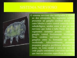 SISTEMA NERVIOSO
O sistema nervioso dos tardígrados é similar
ao dos artropodos. No segmento cefálico
presentan un ganglio cerebral dorsal con
catro lóbulos e outro ventral conocido como
subedofágico, unidos entre si por un anel
nervioso que rodea o tubo bucal. Os catro
segmentos restantes poseen cada un
ganglio ventral lixeiramente bilobulado.
Dous cordóns nerviosos conectan os
ganglios entre si, formando un patrón
escaleirado. Adiccionalmente, presentan
pequenos ganglios periféricos ubicados nas
patas, na xona caudal e cerca do ano. De
cada gaglio estendense conexións nerviosas
que inervan seccións específicas do corpo.
 