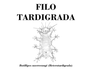 FILO 
TARDIGRADA 
Batillipes noerrevangi (Heterotardigrada) 
 