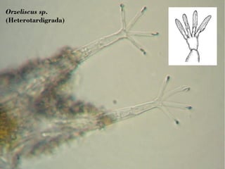 Orzeliscus sp. 
(Heterotardigrada) 
 