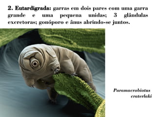 2. Eutardigrada: garras em dois pares com uma garra 
grande e uma pequena unidas; 3 glândulas 
excretoras; gonóporo e ânus abrindo-se juntos. 
Paramacrobiotus 
craterlaki 
 