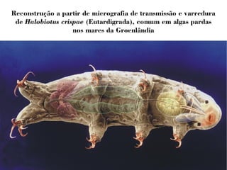 Reconstrução a partir de micrografia de transmissão e varredura 
de Halobiotus crispae (Eutardigrada), comum em algas pardas 
nos mares da Groenlândia 
 