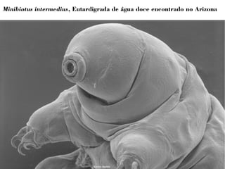 Minibiotus intermedius, Eutardigrada de água doce encontrado no Arizona 
 