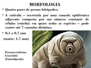 MORFOLOGIA 
 Quatro pares de pernas lobópodes; 
 A cutícula – secretada por uma camada epidérmica 
adjacente composta por um número constante de 
células (eutelia) em quase todas as espécies – pode 
conter até 7 camadas distintas; 
 0,1 a 0,7 mm 
(maior: 1,7 mm) 
Paramacrobiotus 
Craterlaki 
(Eutardigrada) 
 