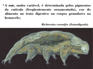  A cor, muito variável, é determinada pelos pigmentos 
da cutícula (freqüentemente ornamentada), cor do 
alimento no trato digestivo ou corpos granulares na 
hemocele; 
Richtersius coronifer (Eutardigrada) 
 