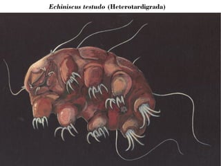 Echiniscus testudo (Heterotardigrada) 
 