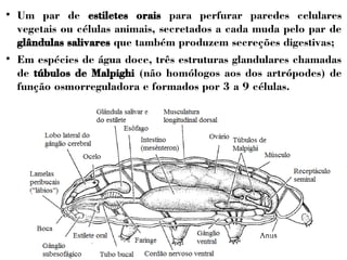  Um par de estiletes orais para perfurar paredes celulares 
vegetais ou células animais, secretados a cada muda pelo par de 
glândulas salivares que também produzem secreções digestivas; 
 Em espécies de água doce, três estruturas glandulares chamadas 
de túbulos de Malpighi (não homólogos aos dos artrópodes) de 
função osmorreguladora e formados por 3 a 9 células. 
 
