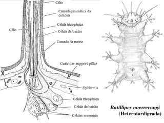Batillipes noerrevangi 
(Heterotardigrada) 
 