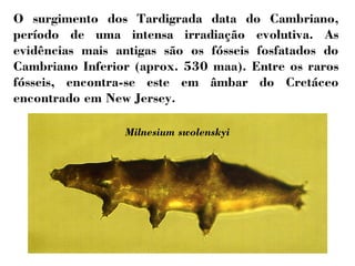 O surgimento dos Tardigrada data do Cambriano, 
período de uma intensa irradiação evolutiva. As 
evidências mais antigas são os fósseis fosfatados do 
Cambriano Inferior (aprox. 530 maa). Entre os raros 
fósseis, encontra-se este em âmbar do Cretáceo 
encontrado em New Jersey. 
Milnesium swolenskyi 
 