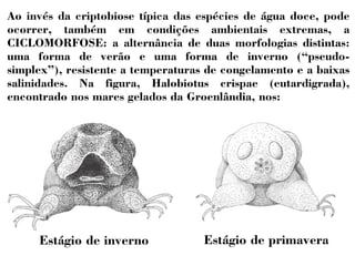 Ao invés da criptobiose típica das espécies de água doce, pode 
ocorrer, também em condições ambientais extremas, a 
CICLOMORFOSE: a alternância de duas morfologias distintas: 
uma forma de verão e uma forma de inverno (“pseudo-simplex”), 
resistente a temperaturas de congelamento e a baixas 
salinidades. Na figura, Halobiotus crispae (eutardigrada), 
encontrado nos mares gelados da Groenlândia, nos: 
Estágio de inverno Estágio de primavera 
 