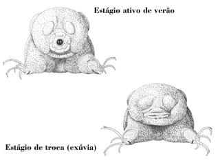 Estágio ativo de verão 
Estágio de troca (exúvia) 
 