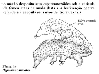  o macho desposita seus espermatozóides sob a cutícula 
da fêmea antes da muda desta e a fertilização ocorre 
quando ela deposita seus ovos dentro da exúvia. 
Fêmea de 
Hypsibius annulatus 
 