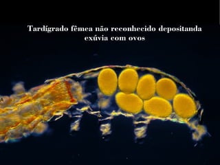 tA 
Tardígrado fêmea não reconhecido depositanda 
exúvia com ovos 
 