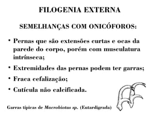 FILOGENIA EXTERNA 
SEMELHANÇAS COM ONICÓFOROS: 
 Pernas que são extensões curtas e ocas da 
parede do corpo, porém com musculatura 
intrínseca; 
 Extremidades das pernas podem ter garras; 
 Fraca cefalização; 
 Cutícula não calcificada. 
Garras típicas de Macrobiotus sp. (Eutardigrada) 
 