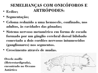 SEMELHANÇAS COM ONICÓFOROS E 
ARTRÓPODES:  Ecdise; 
 Segmentação; 
 Celoma reduzido a uma hemocele, confinado, nos 
adultos, às cavidades das gônadas; 
 Sistema nervoso metamérico em forma de escada 
formado por um gânglio cerebral dorsal bilobado 
conectado a dois cordões nervosos intumescidos 
(ganglionares) nos segmentos. 
 Crescimento através de mudas. 
Oreela mollis 
(Heterotardigrada), 
encontrado no Oceano 
Antártico 
 