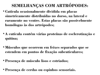 SEMELHANÇAS COM ARTRÓPODES: 
 Cutícula ocasionalmente dividida em placas 
simetricamente distribuídas no dorso, na lateral e 
raramente no ventre. Estas placas são possivelmente 
homólogas às dos artrópodes; 
 A cutícula contém várias proteínas de esclerotização e 
quitina; 
 Músculos que ocorrem em feixes separados que se 
estendem em pontos de fixação subcuticulares; 
 Presença de músculo lisos e estriados; 
 Presença de cerdas ou espinhos sensoriais. 
 